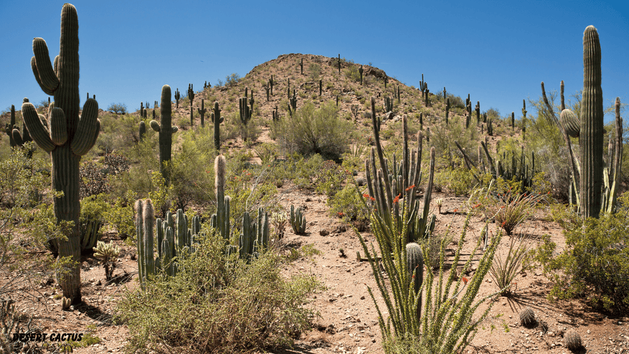 Cactus